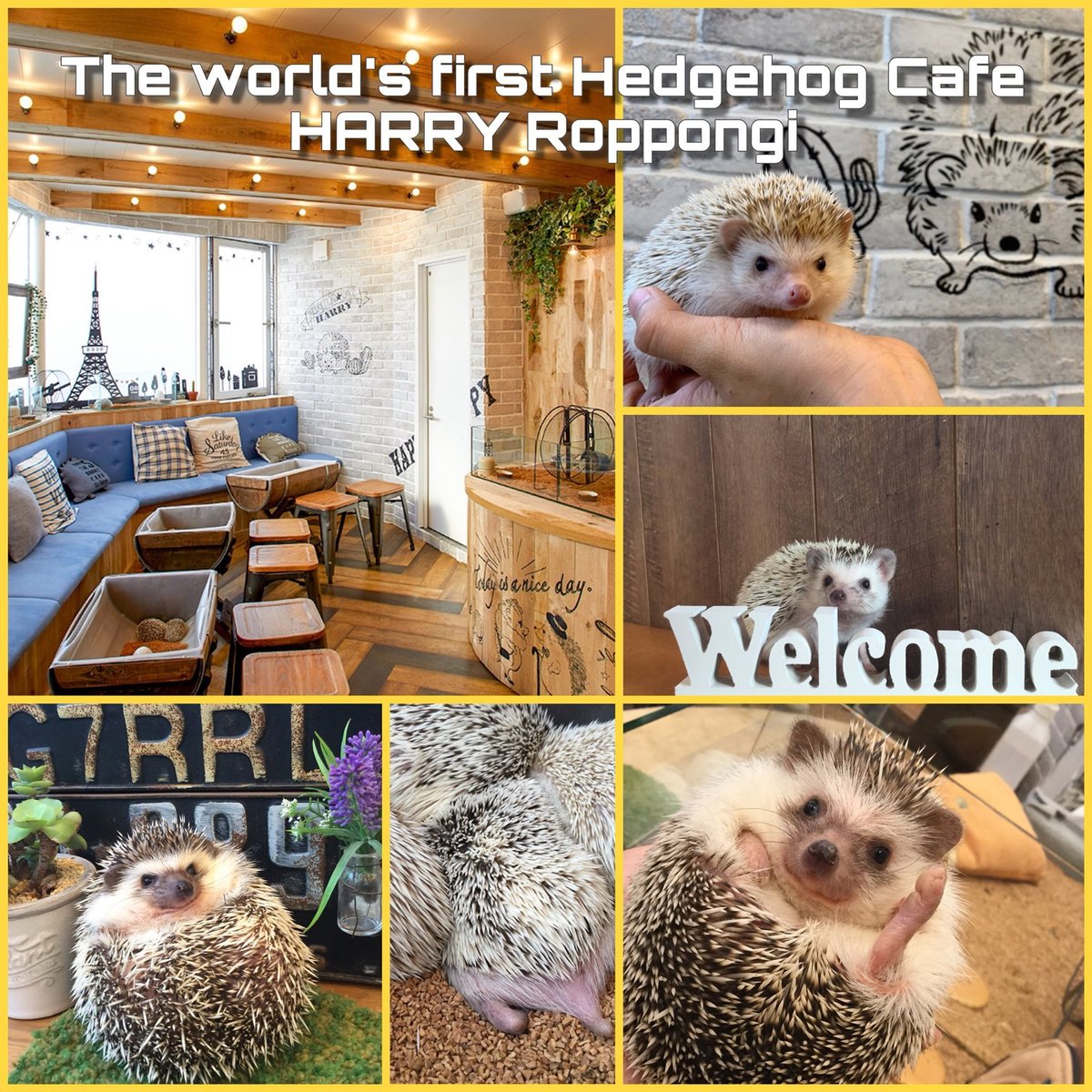 Hedgehog Cafe HARRY Roppongi &Hamster Cafe mogumogu: лучшие советы перед  посещением - Tripadvisor