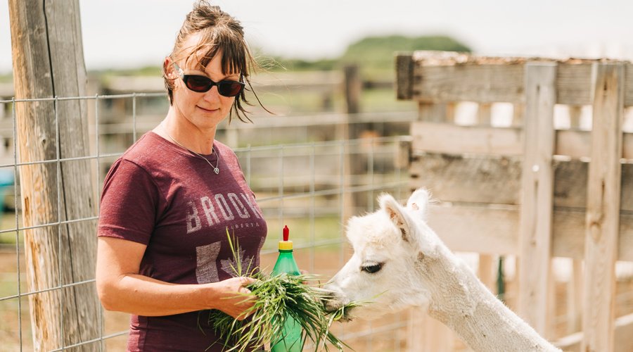 Freshly shorn Alpaca eats some greens