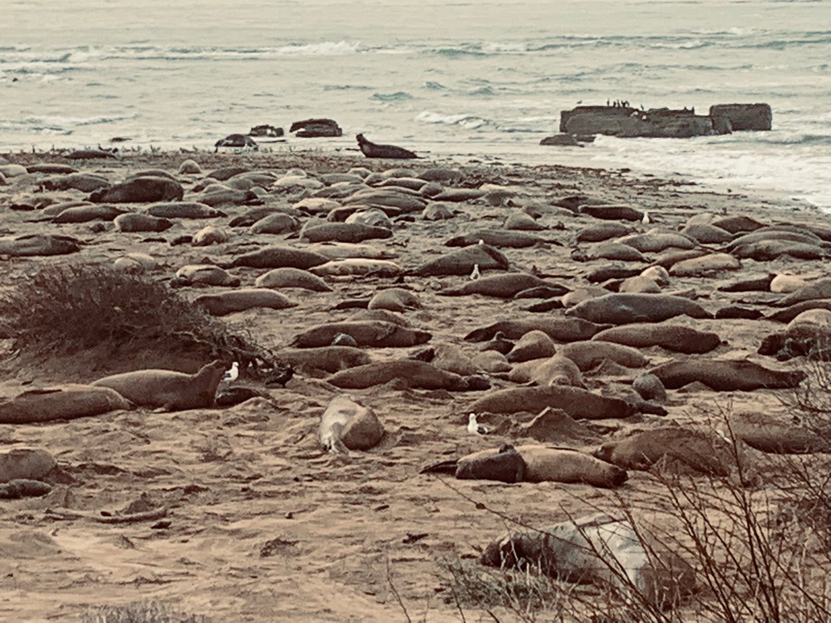 ANO NUEVO ELEPHANT SEAL TOURS (2025) All You Need to Know BEFORE You Go ...