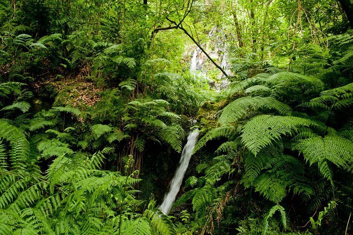 2023 Walking through World Heritage Forest in Madeira