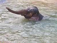 Samui Elephant Sanctuary - All You Need to Know BEFORE You Go (2024)