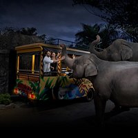 Night at The Zoo at Bali Zoo
