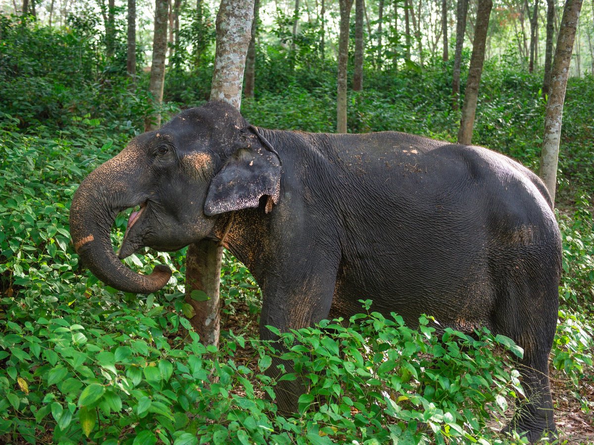 Great Memories Elephants Care Sanctuary Phuket (Thep Krasattri) - All ...