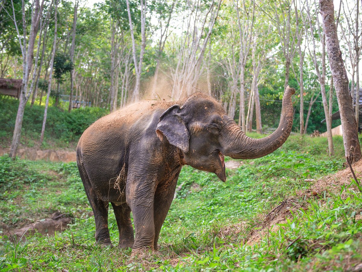 Elephant's memory. Phuket Elephant Care парк. Phuket Elephant Care. Elephant Jungle Sanctuary Phuket.