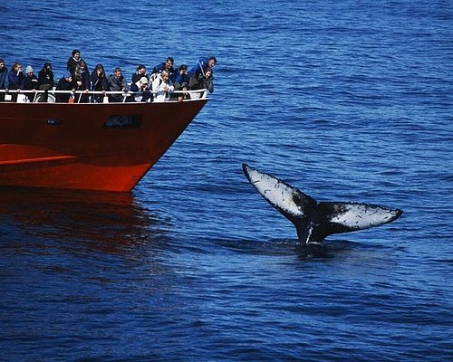 excursions to iceland