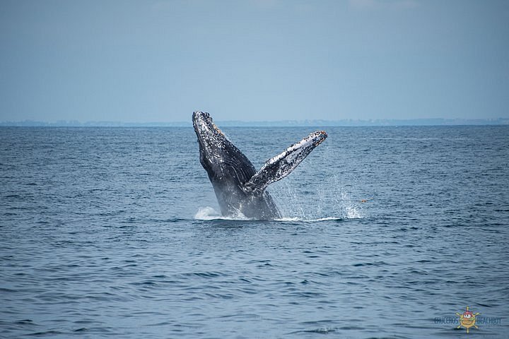 2024 Whale Watching Tour / Cruceros Beach Boy