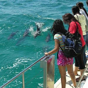 dolphin cruise forster