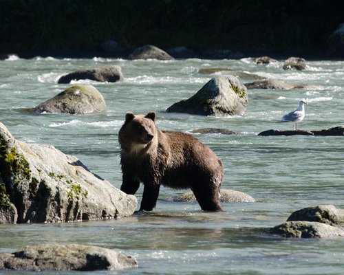 Alaska Bear Viewing Tours, The Best Tours in Alaska