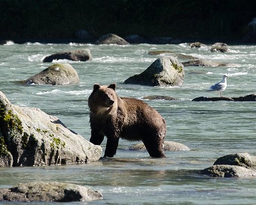 carnival excursions haines alaska