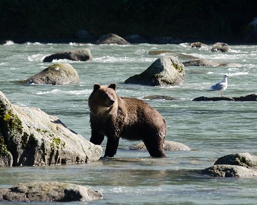 best shore excursions in haines alaska