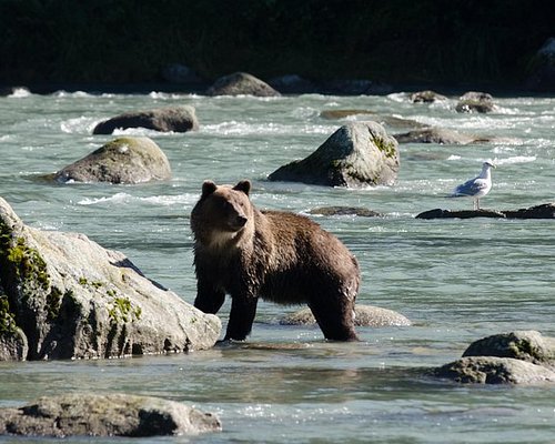 skagway alaska trolley tour