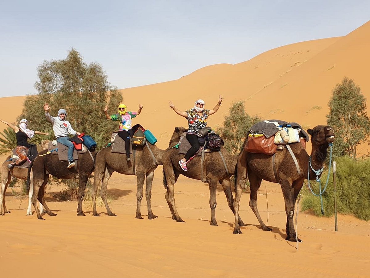 sahara trips camel