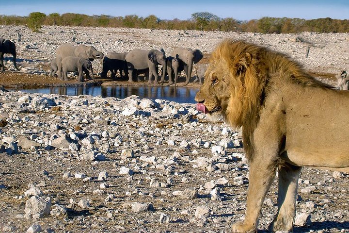 2024 6 Days Etosha And Sossusvlei Namibia Safari (Windhoek)