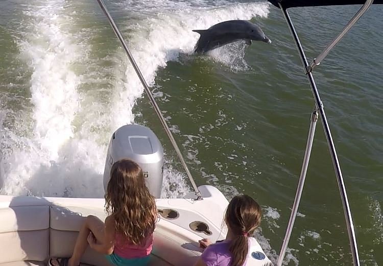 southwest florida dolphin tours