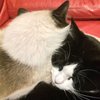 mammakitteh