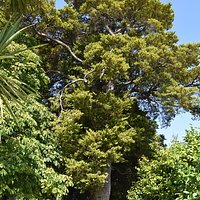 Greytown tree Trail
