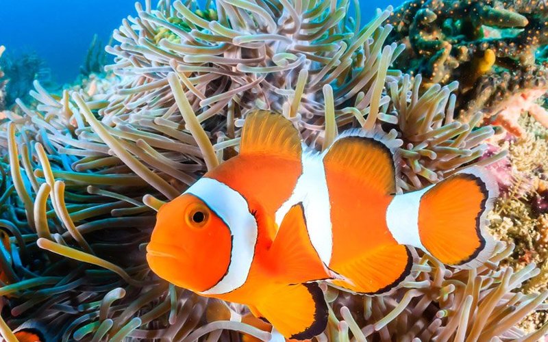 Il pesce pagliaccio 