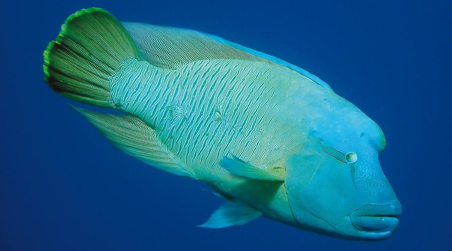 Il pesce Napoleone 