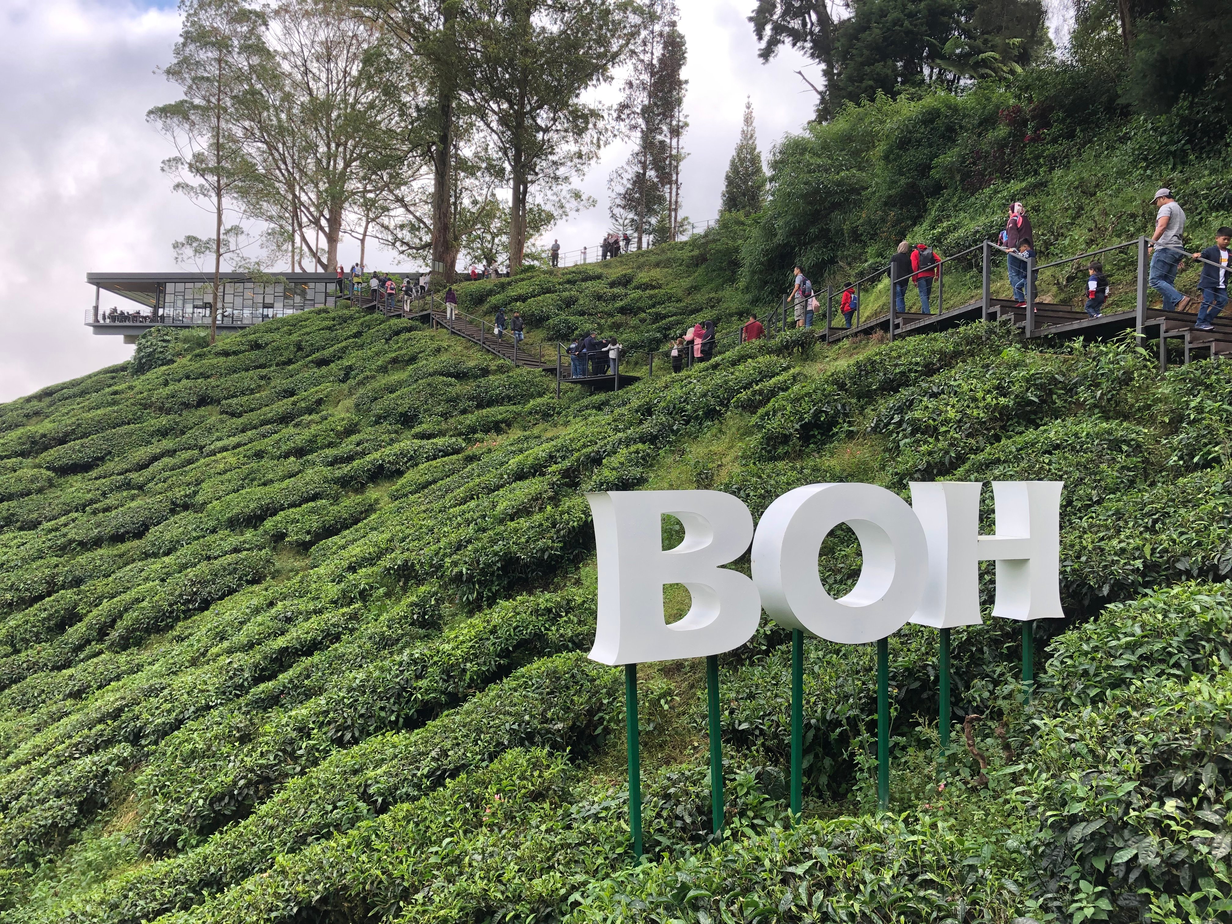 Boh's Tea Centre - All You Need to Know BEFORE You Go (2024)