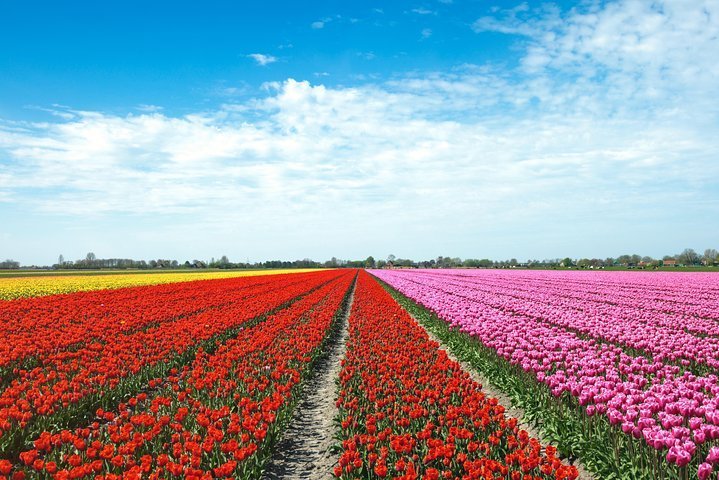 2024 TulipFields of Holland tour