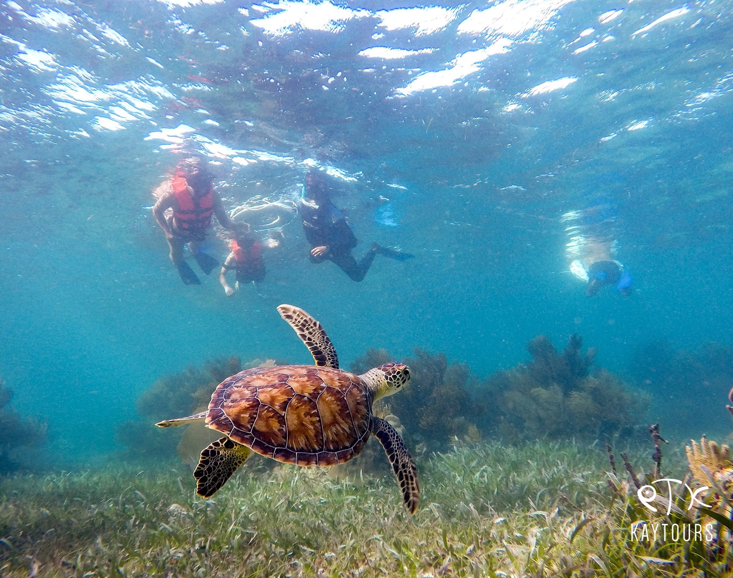 kay tours playa del carmen