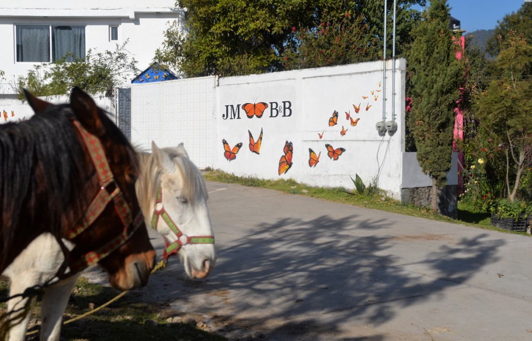 CERRO PELON BUTTERFLY B&B (Macheros, Mexique) - Tarifs 2024