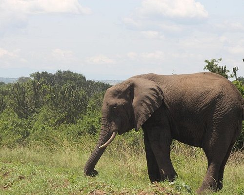 ngoni safaris uganda photos