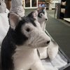 Peter and The Wolf