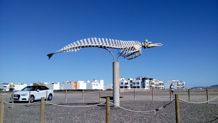 Imagen 4 de Cuvier's Beaked Whale Skeleton