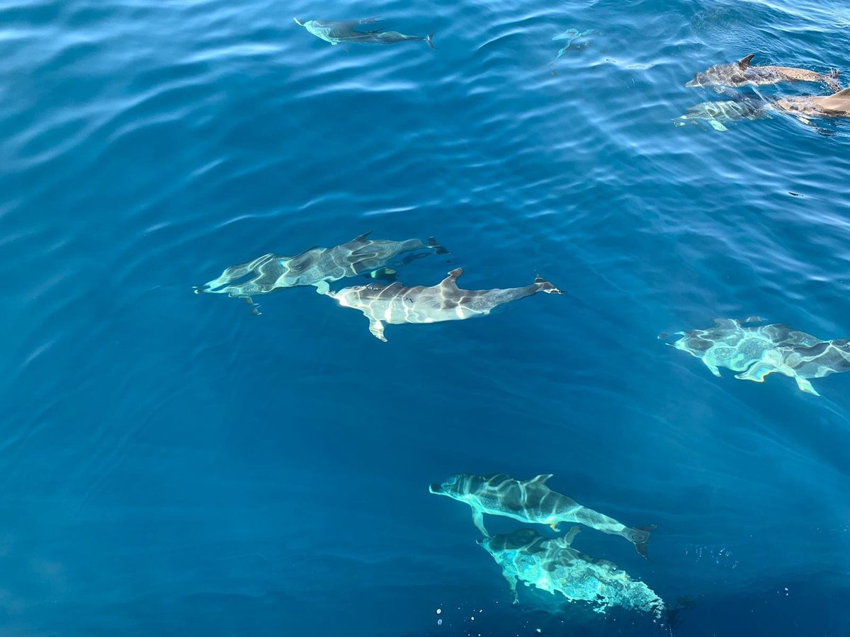 DOLPHINS, BOAT TRÍP, KEEPER UNO ISLAS CANARIAS (2025) - All You MUST ...