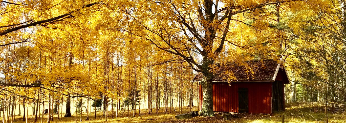 Yellow Sweden