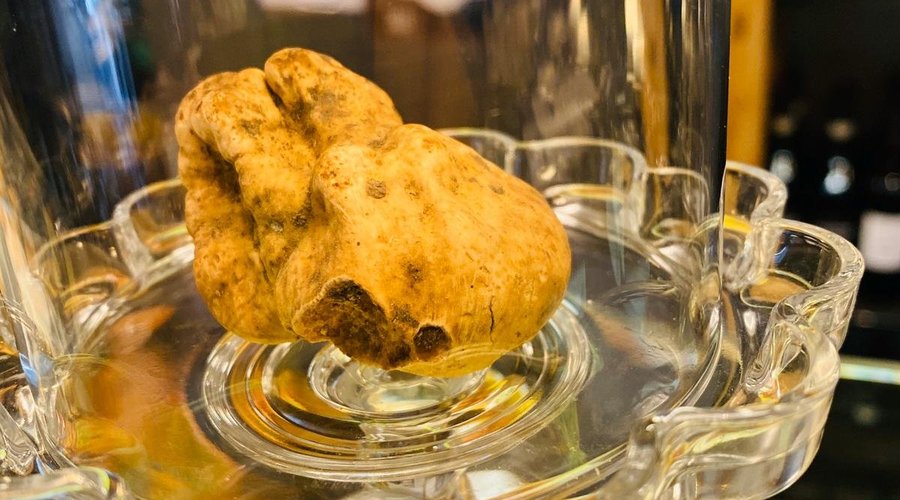 Tartufo bianco