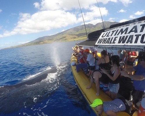 whale tours maui