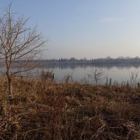 Piuttosto fruttuosa la visita di ieri,con ben quattro specie di svasso avvistate: Maggiore,piccolo,tuffetto e il raro collorosso!