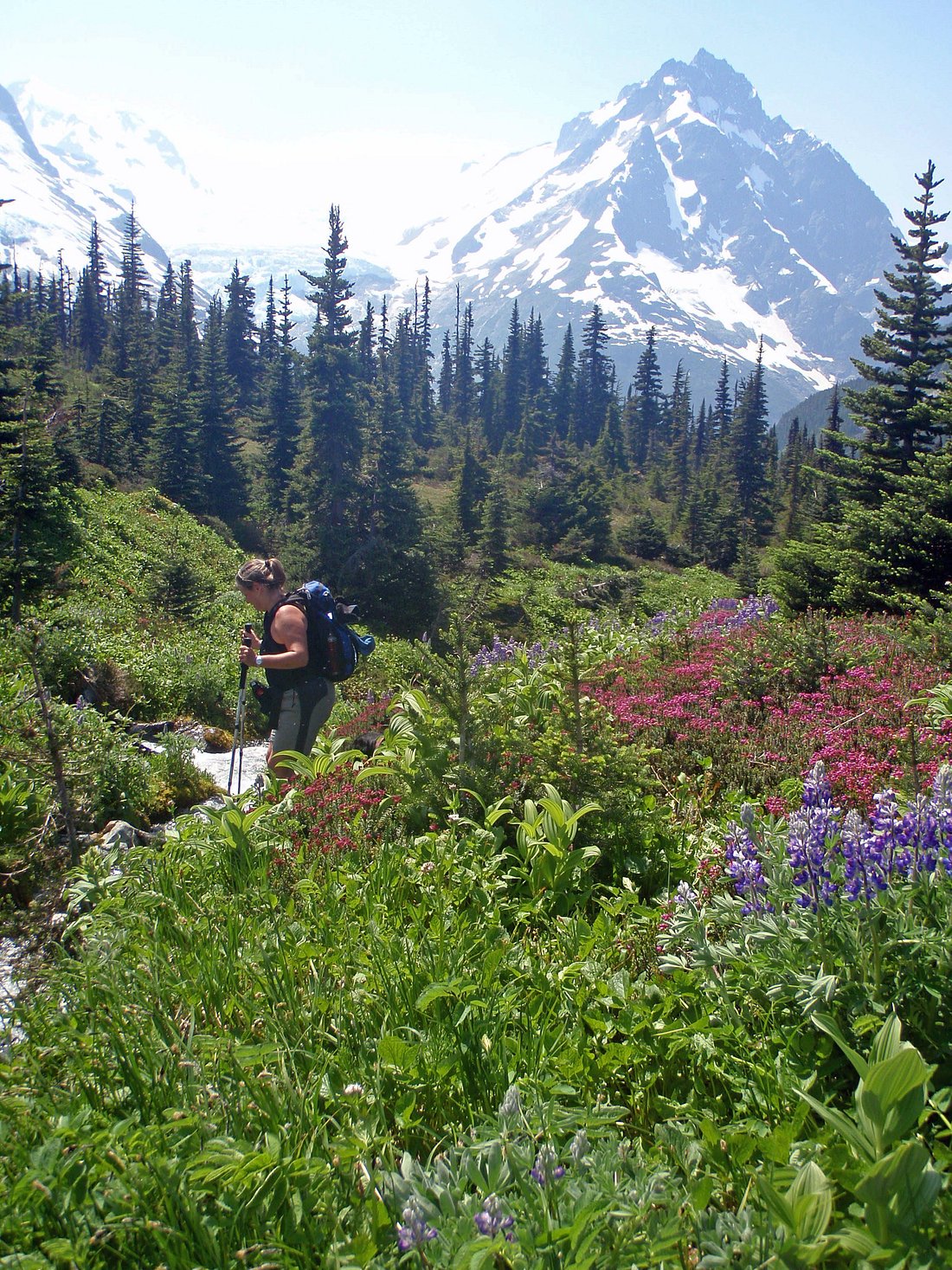 Grizzlies of Bella Coola — Grandview Chalet Bed & Breakfast