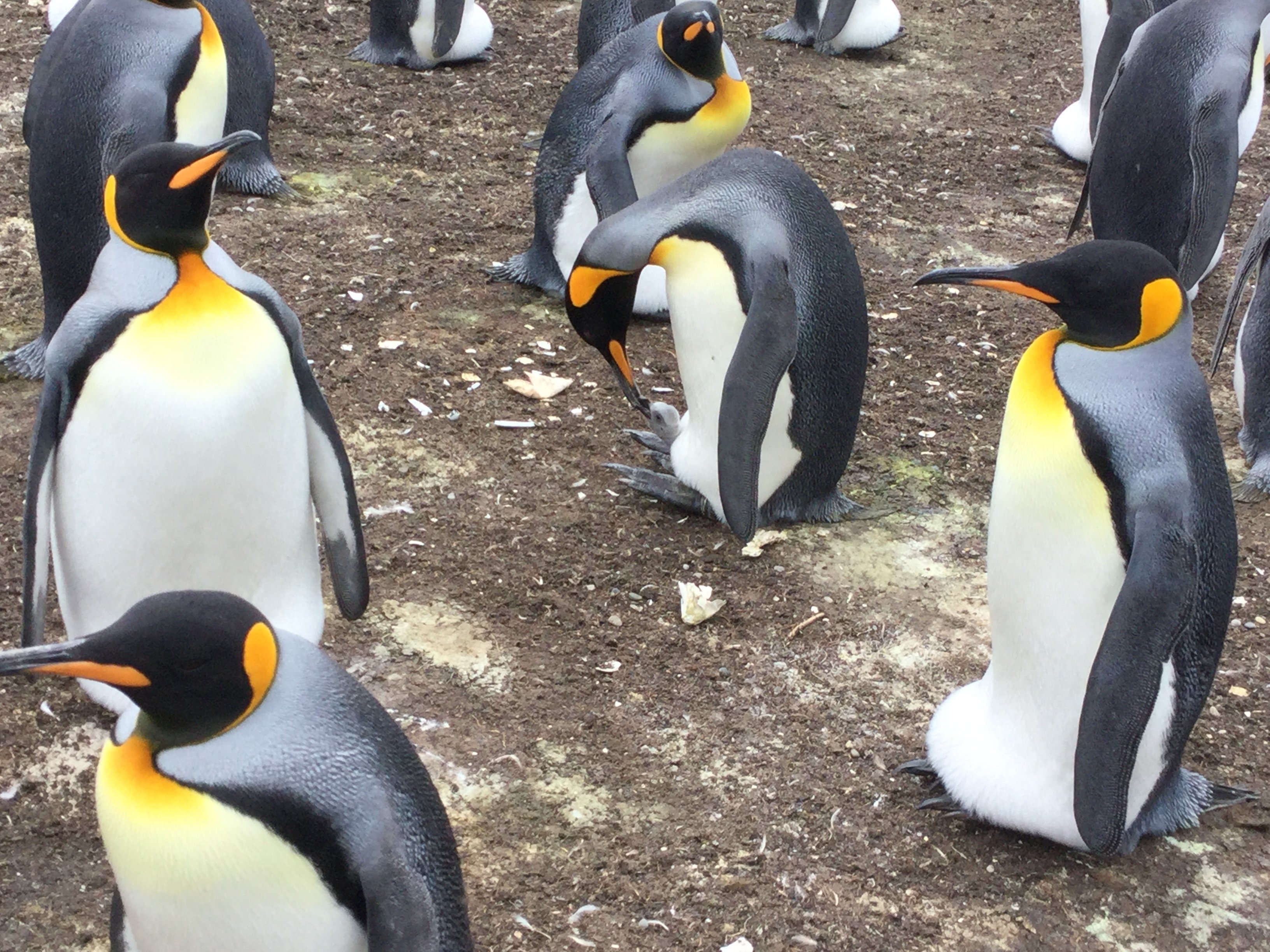 ADVENTURE FALKLANDS Stanley 2022 Qu Saber Antes De Ir Lo M S   Mother Feeding New Born 