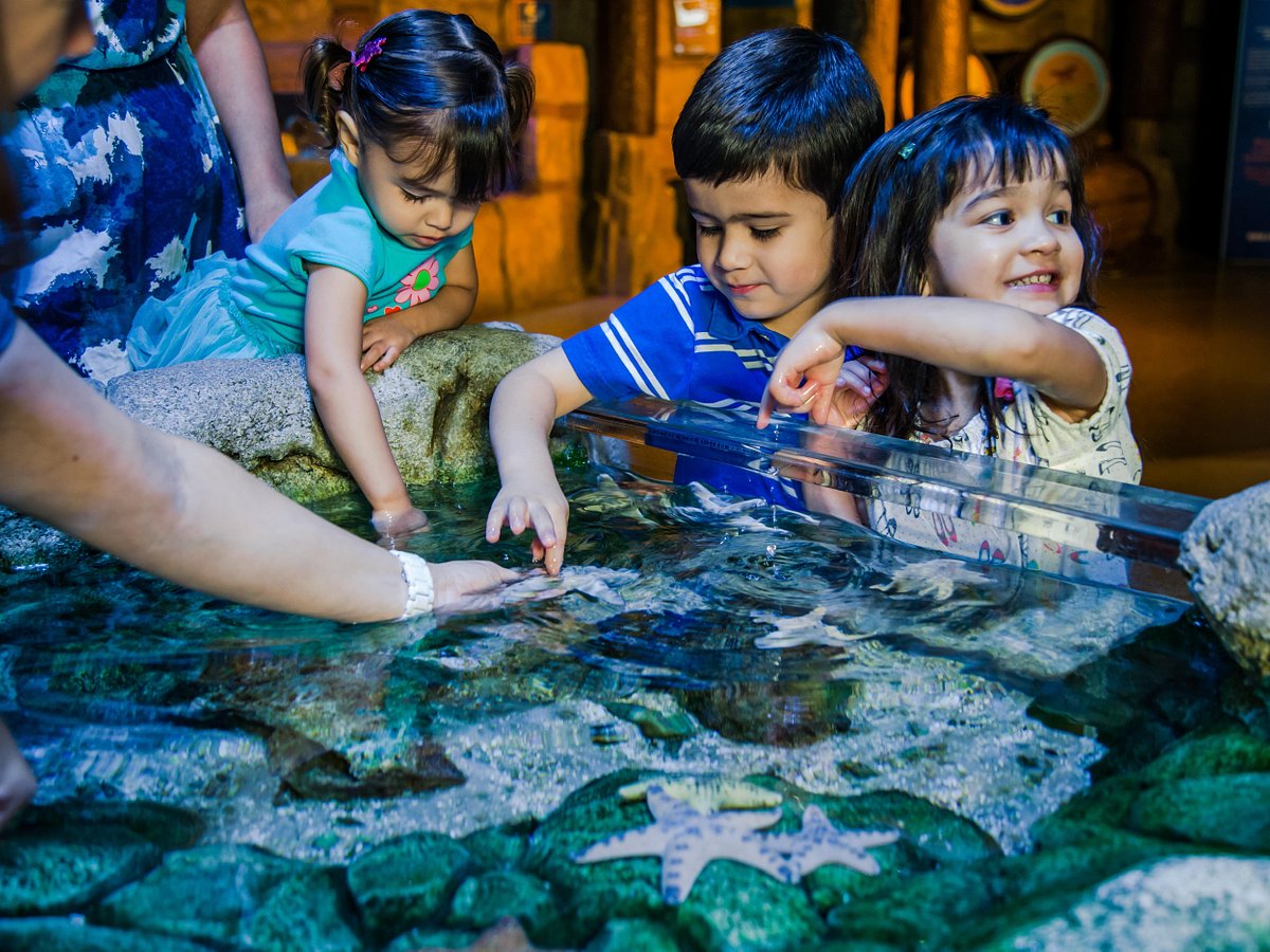 SEA LIFE Aquarium New Jersey Now Open At American Dream, 50% OFF