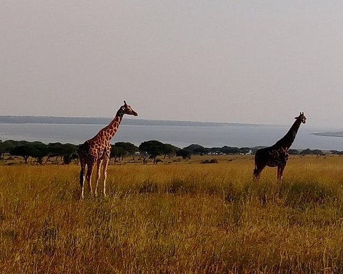prime safaris & tours ltd kampala