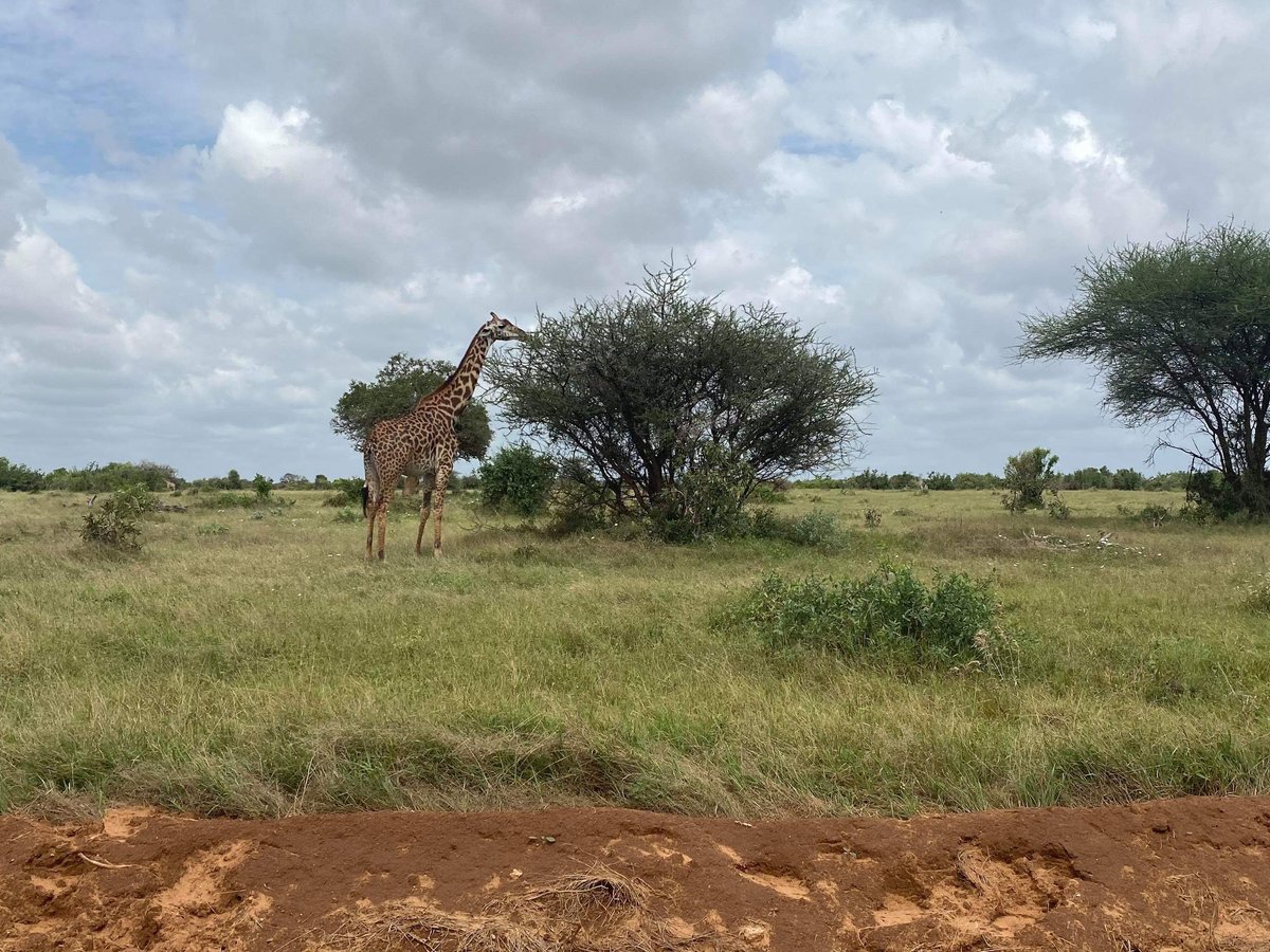 ALEXANDER AFRICA SAFARIS - DAY TOUR (Mombasa) - 2023 What to Know ...