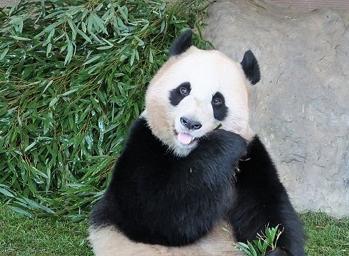 Panda 京都 大学 Pandaにアップされた複数のファイルを一括ダウンロードする方法 （京都大学）