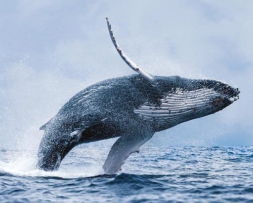 excursions to iceland