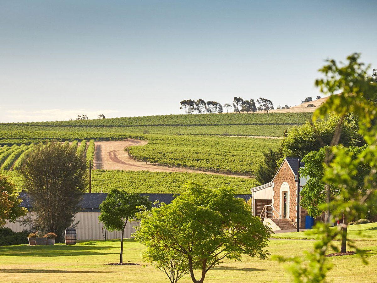 Taylors Wines All You Need to Know BEFORE You Go 2024