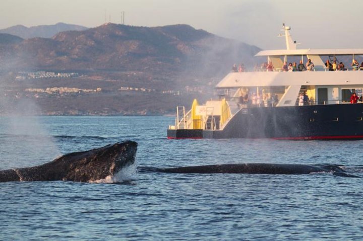 2024 Cabo San Lucas Whale Watching Discovery Cruise With Brunch Or Dinner   Caption 