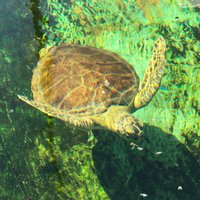 Texas Sealife Center (Corpus Christi) - All You Need to Know BEFORE You Go