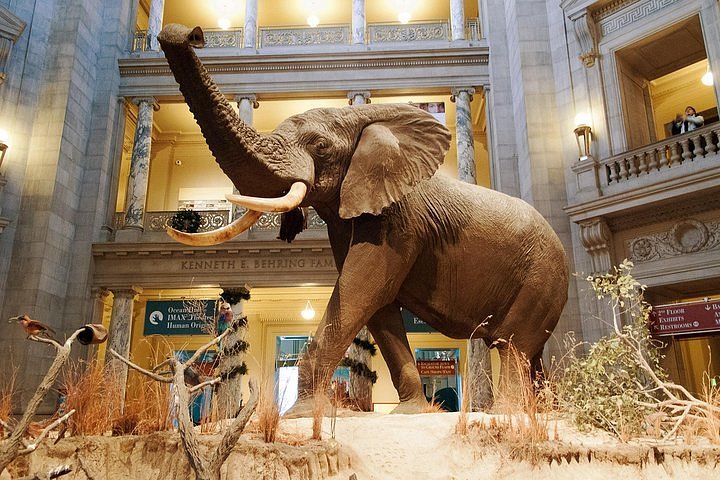 Do-It-Yourself Exhibits  Smithsonian National Museum of Natural