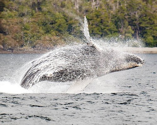 punta arenas free tour