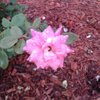 Lynn_C2602