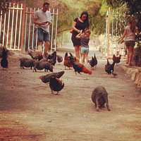 Visitas para todos los públicos. La mayor exposición de animales domésticos, autóctonos, de las islas canarias.
