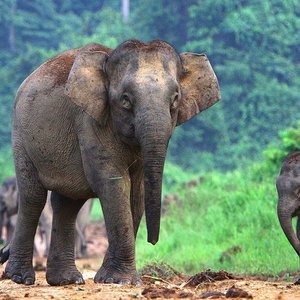 KUALA GANDAH ELEPHANT SANCTUARY (Pahang) - All You Need to Know BEFORE ...