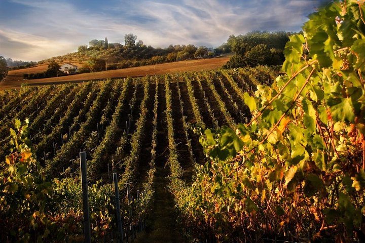 Tenuta Torciano (Ulignano) - All You Need to Know BEFORE You Go